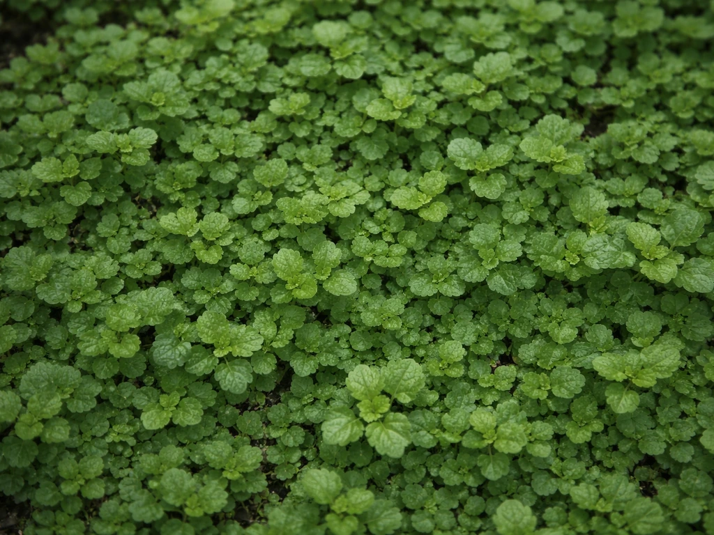 Close-up van bodembedekkers die de grond dichtgroeien, met duidelijke blad- en textuurdetail in groen.
